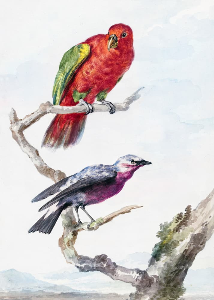 Two Birds, Including a Red Green Parrot by Aert Schouman — canvas wall art