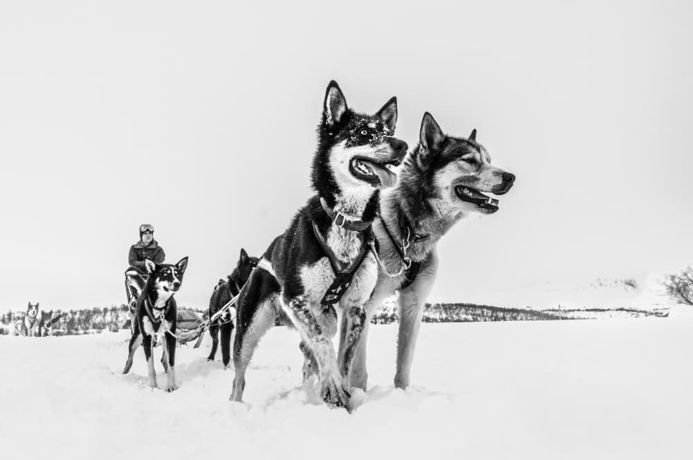 Winter Husky Adventure by Dr. Zahi Ben-Aroya — canvas wall art