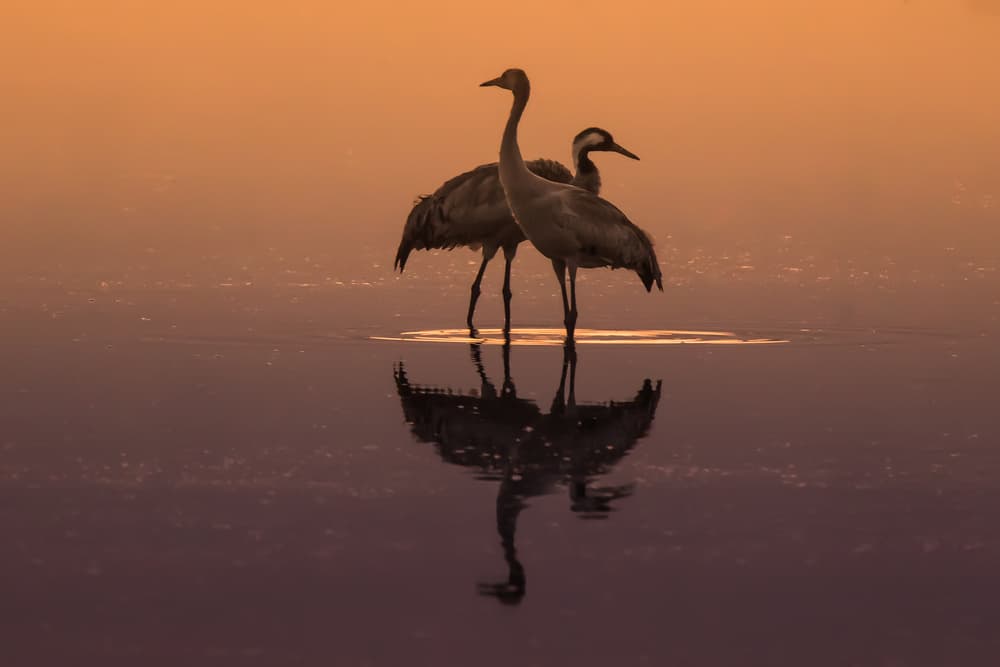Golden Hour Cranes by Natalia Rublina — canvas wall art