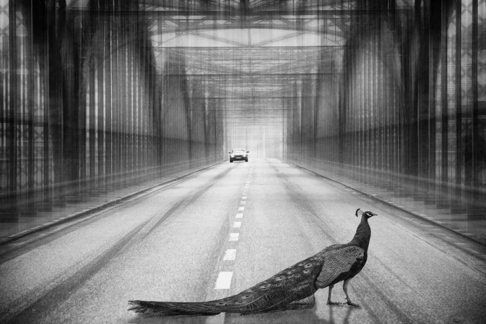 Peacock Highway Crossing by Roswitha Schleicher-Schwarz — canvas wall art