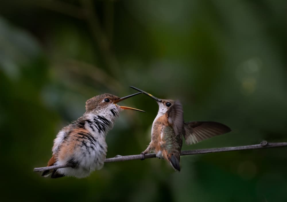 Baby Hummingbird Feeding by NanZ — canvas wall art