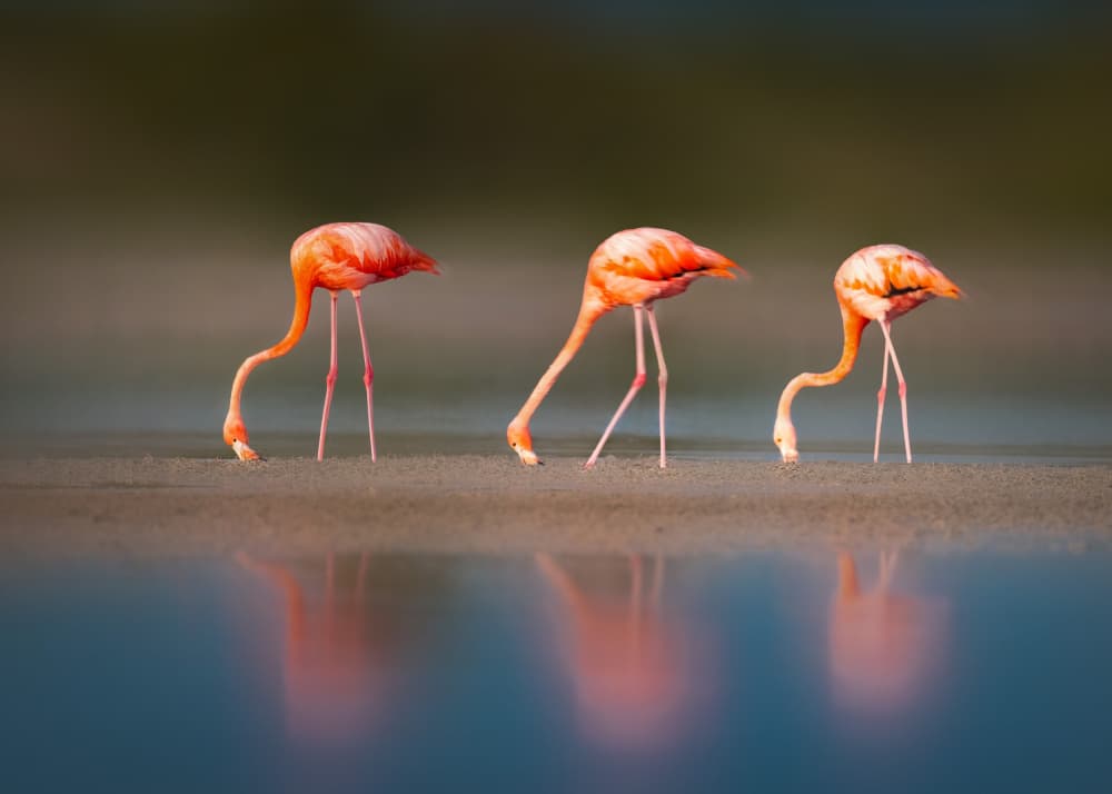 Pink Flamingos Reflections by Li Ying — canvas wall art
