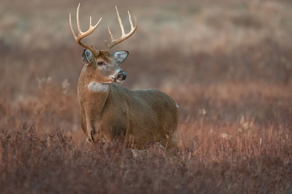 Majestic Autumn Buck by Nick Kalathas — canvas wall art