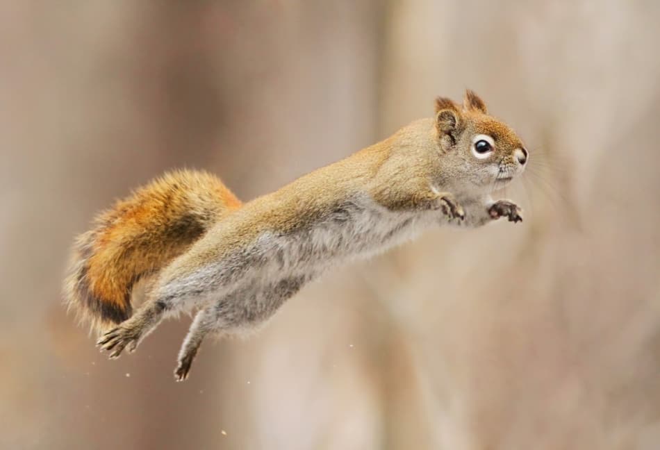 Leaping Red Squirrel by Mircea Costina — canvas wall art