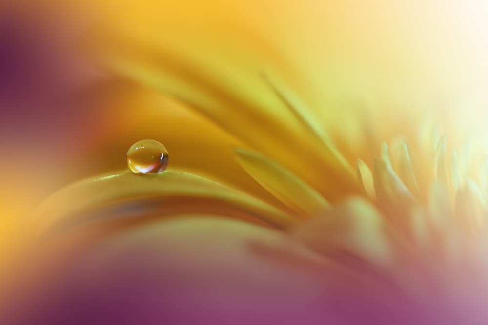 Fresh Dewdrop Bloom by Juliana Nan — canvas wall art