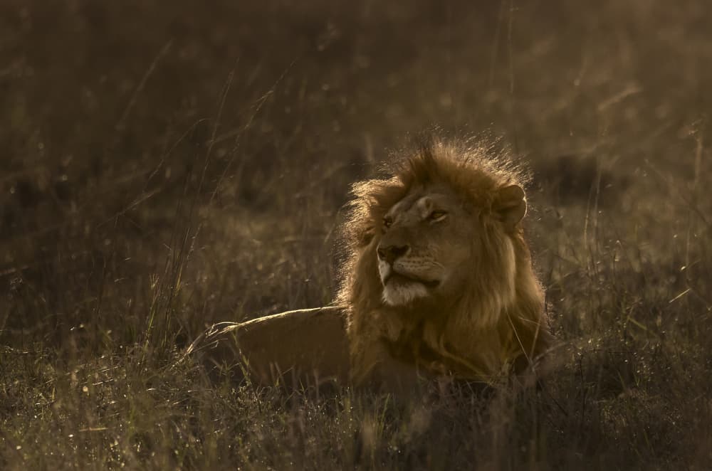 Majestic Golden Lion by Anita Singh — canvas wall art