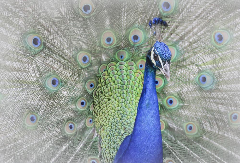 Majestic Peacock Display by Yuzheng Ren — canvas wall art