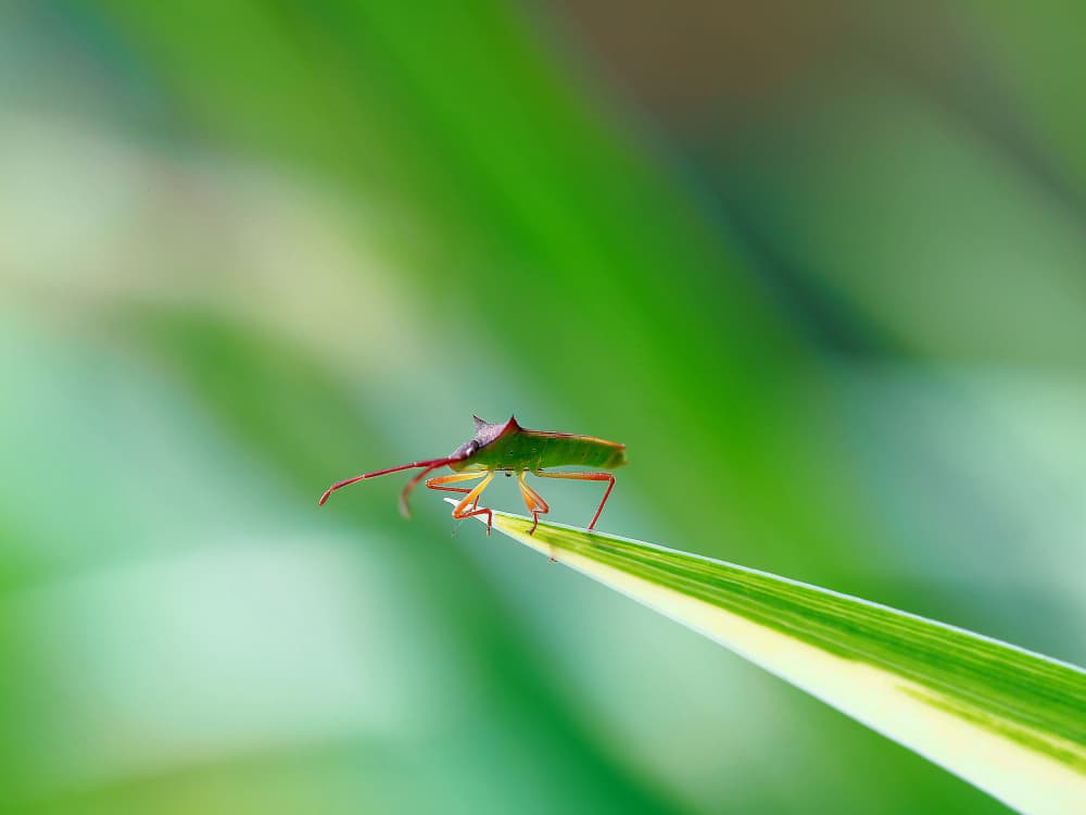 Vibrant Leaf Bug by Thierry Dufour — canvas wall art
