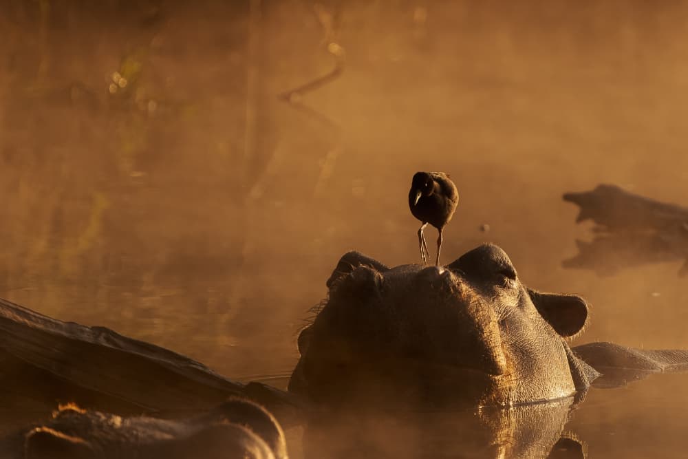 Hippo and Bird Sunrise by Shawn Orbe — canvas wall art