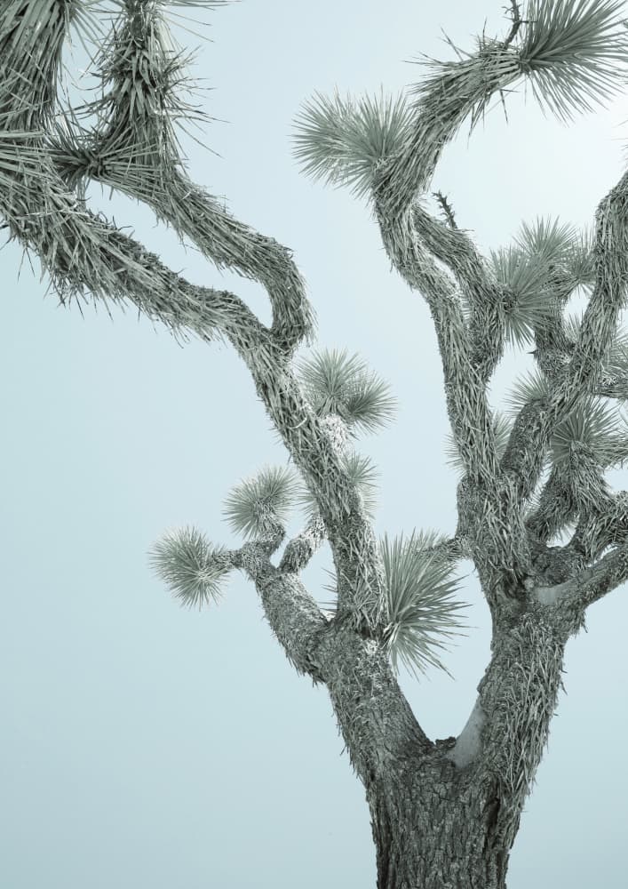 Desert Elegance by Shot by Clint — canvas wall art