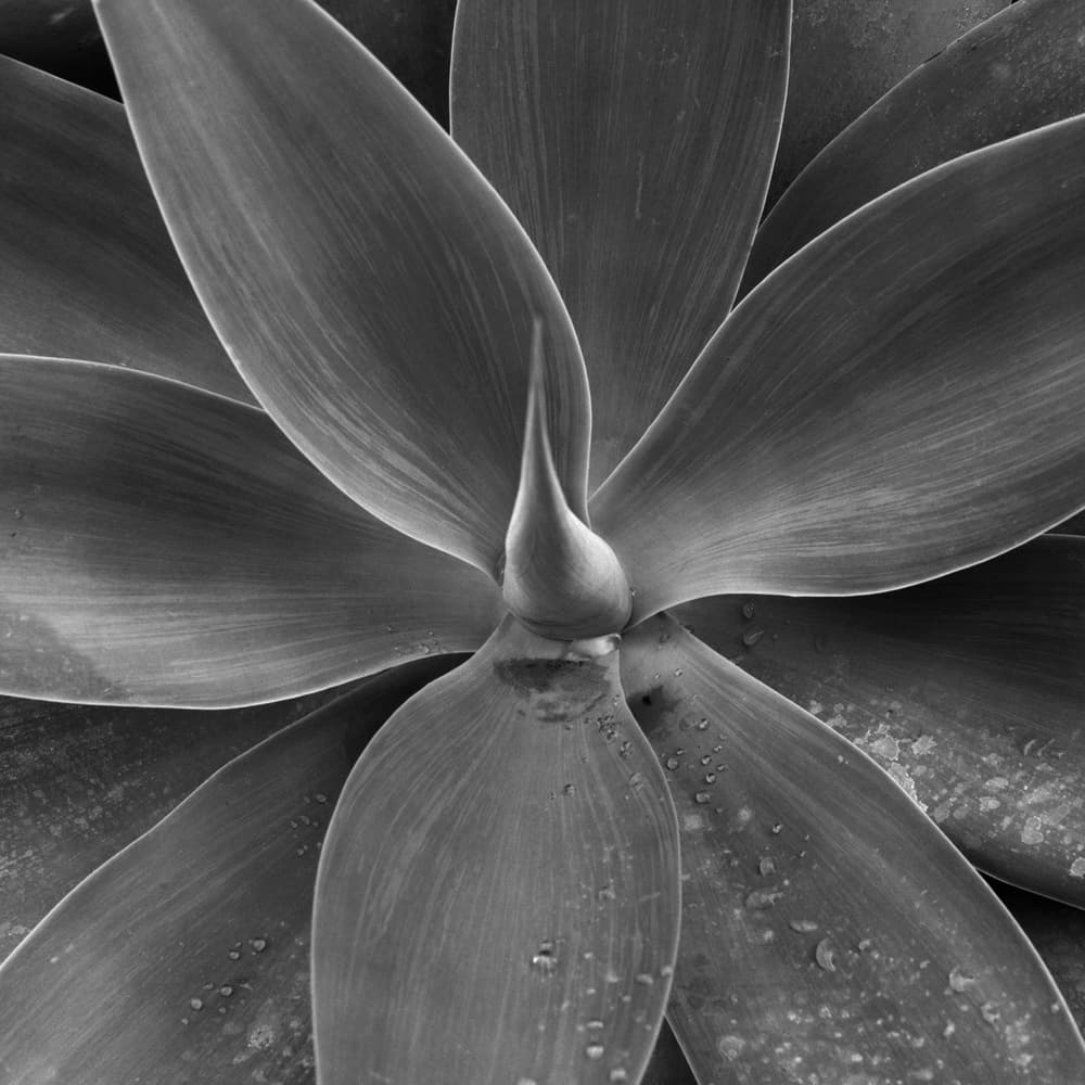 Monochrome Agave Pattern by Nana Sousa Dias — canvas wall art