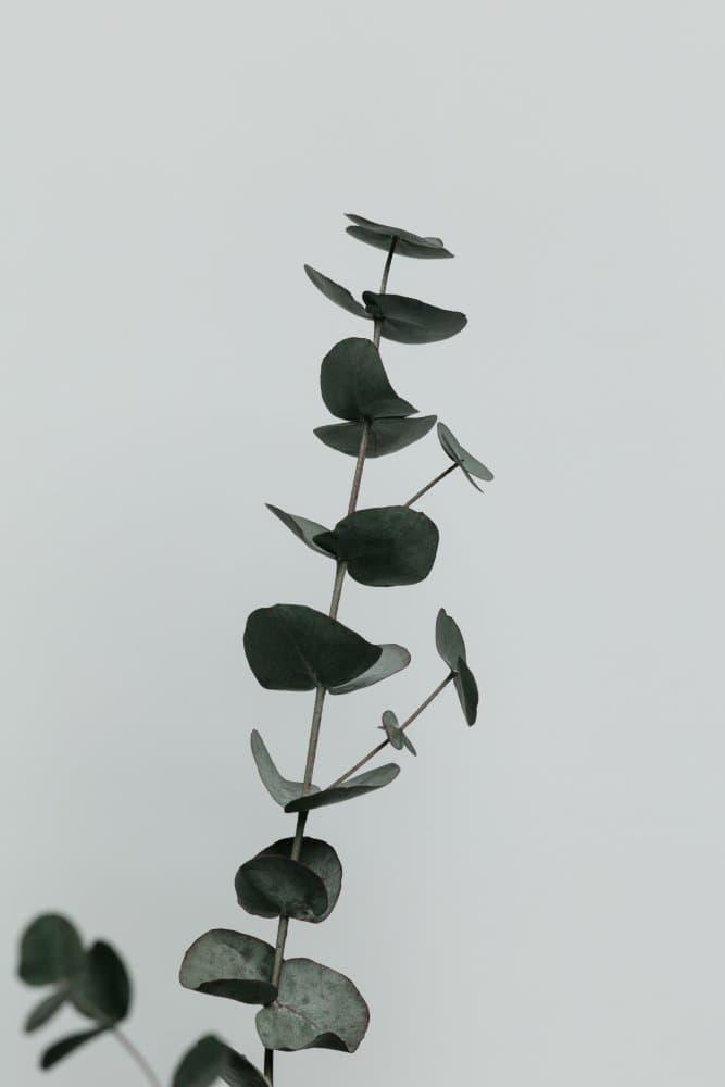 Soft Eucalyptus Leaves by Pictufy Studio III — canvas wall art