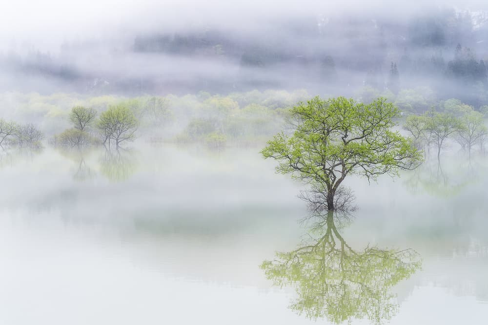 Misty Green Tree Reflection