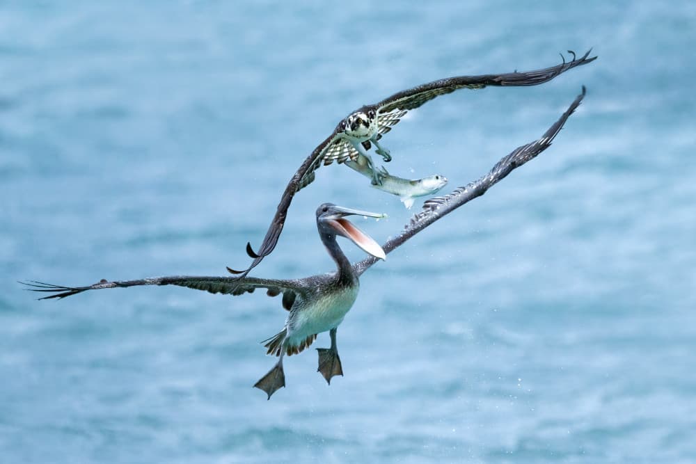 Osprey Pelican Fish Battle by John Fan — canvas wall art