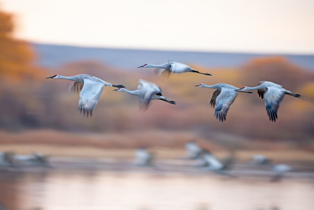 Autumn Flight Of Cranes by Siyu_Wei APA — canvas wall art