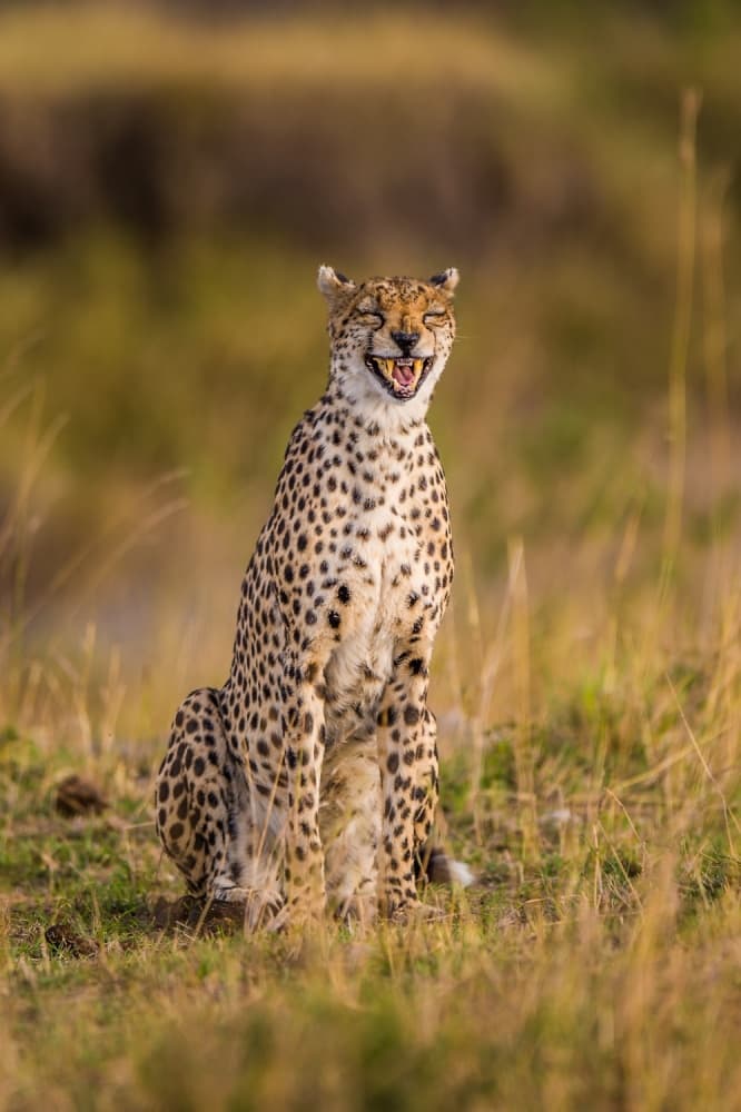 Laughing Cheetah Portrait by Mohammed Alnaser — canvas wall art