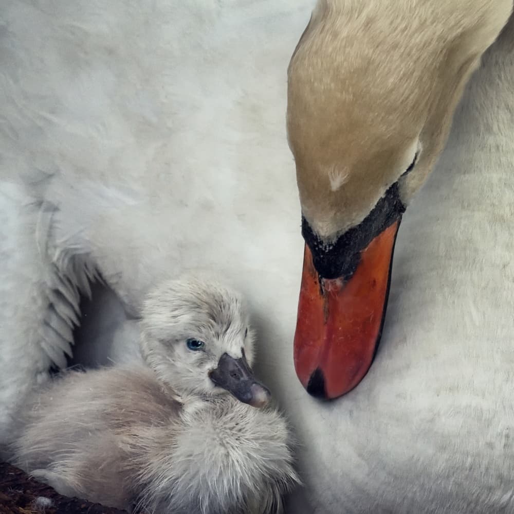Mother Swan and Cygnet by Piet Flour — canvas wall art