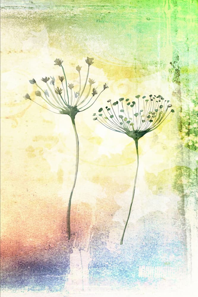 Delicate Watercolor Blooms by Rafal Kulik — canvas wall art