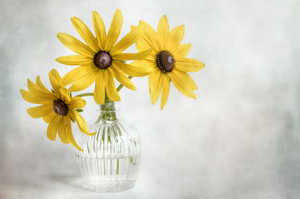 Rudbeckia by Mandy Disher — canvas wall art