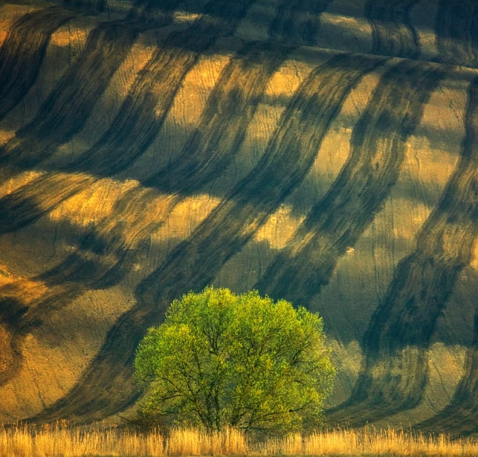 Green Tree Golden Fields by Krzysztof Browko — canvas wall art