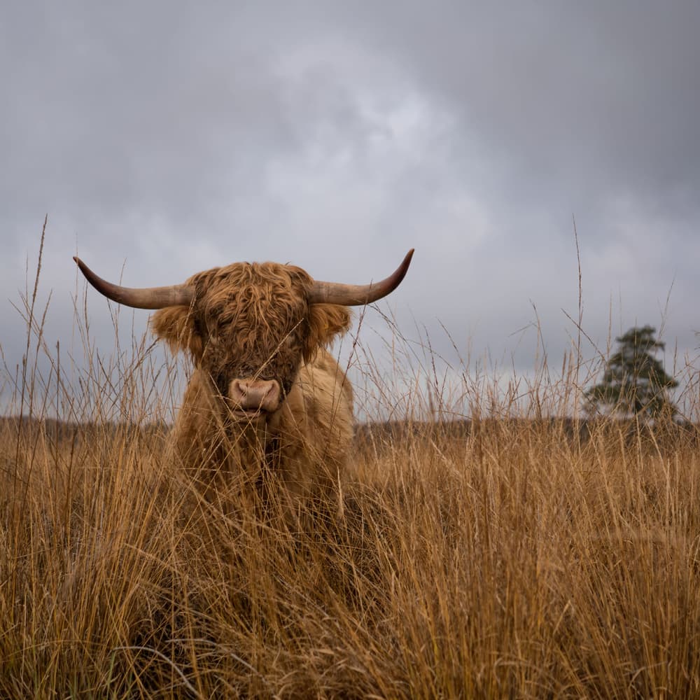 Shaggy Highland Cow by Gert van den Bosch — canvas wall art