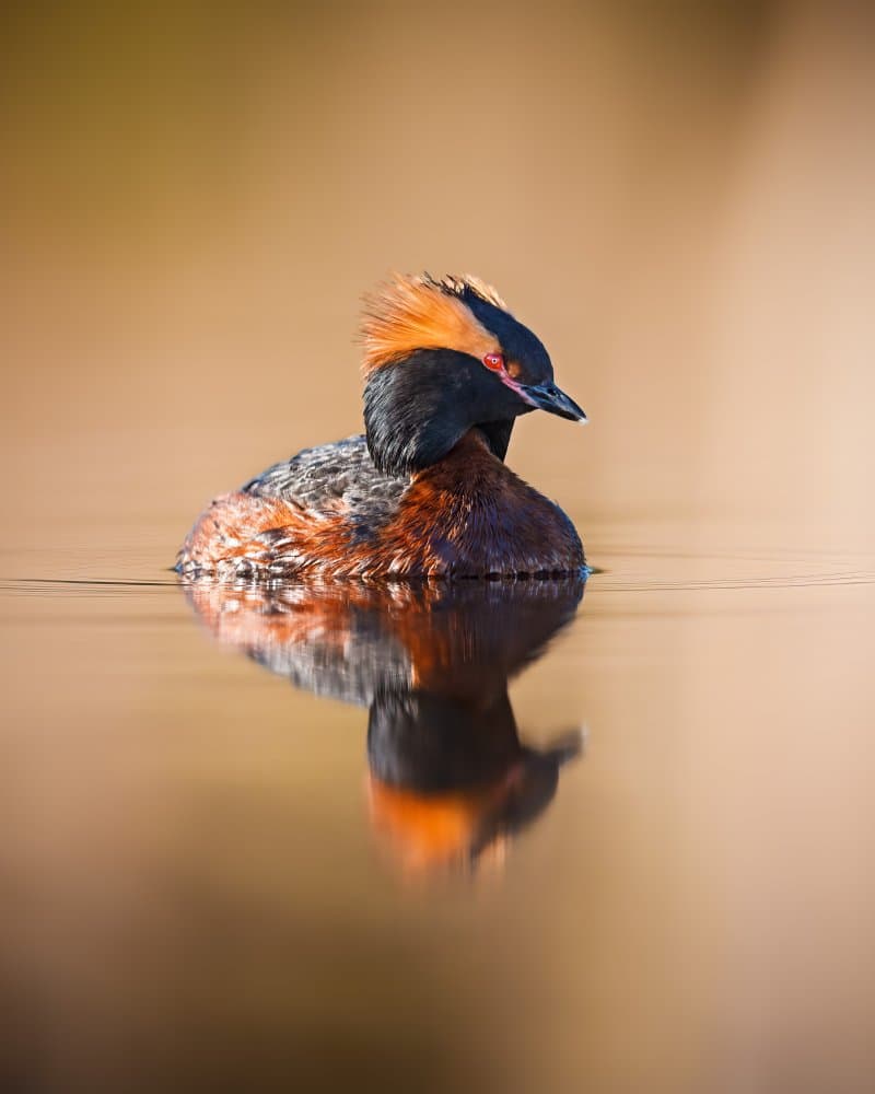 Vibrant Horned Grebe by Magnus Renmyr — canvas wall art