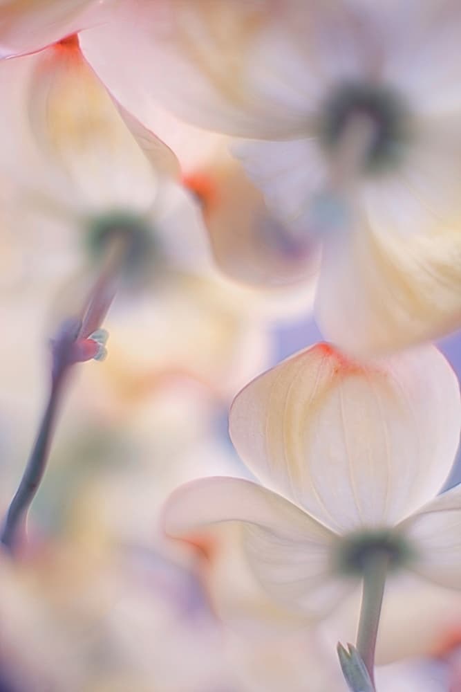 Soft Pink Dogwood Blossoms by Francois Casanova — canvas wall art
