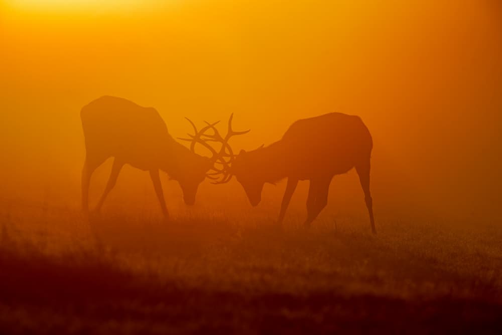 Golden Stags Clash by Radojica Jevric fotorax — canvas wall art