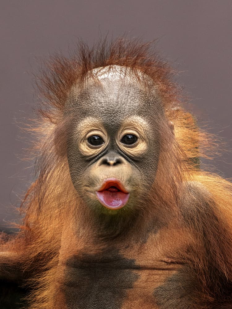 Cute Baby Orangutan by Prabu Dennaga — canvas wall art