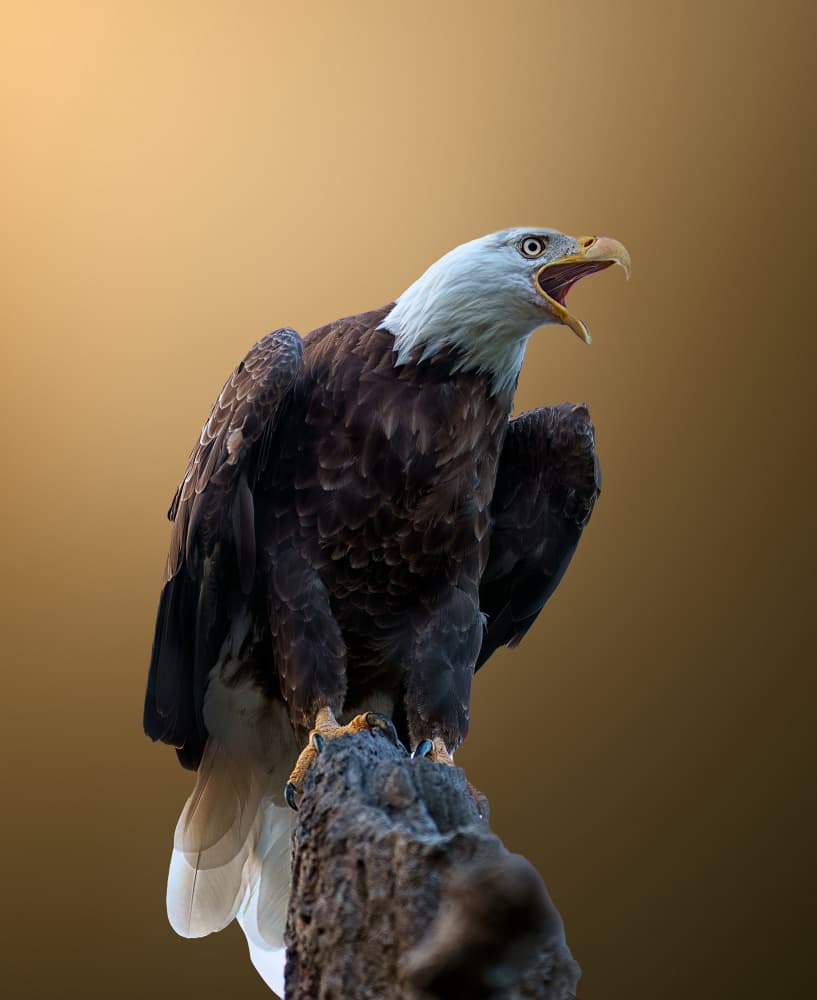 Powerful Bald Eagle Calling by Ling  Lu — canvas wall art