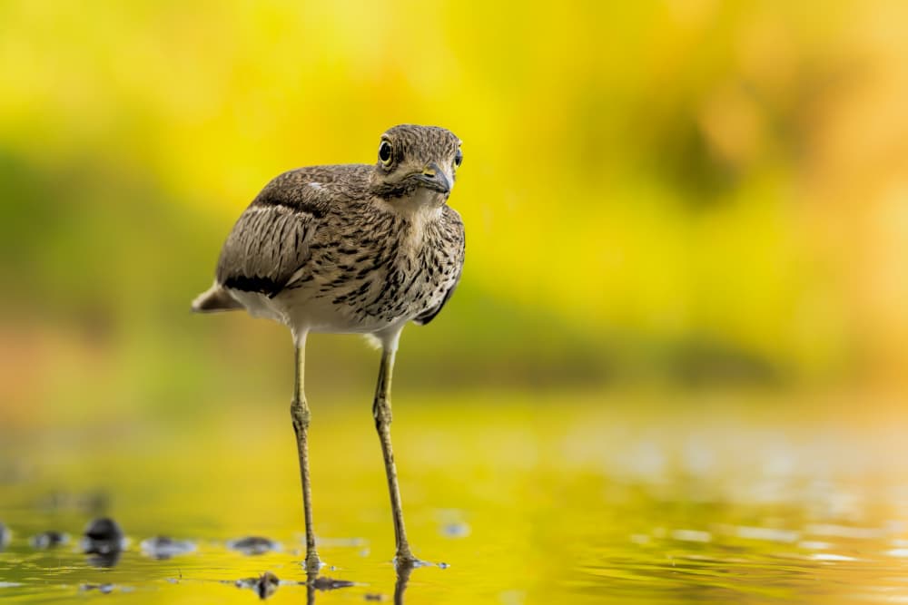 Wading Bird in Golden Water by Jun Zuo — canvas wall art