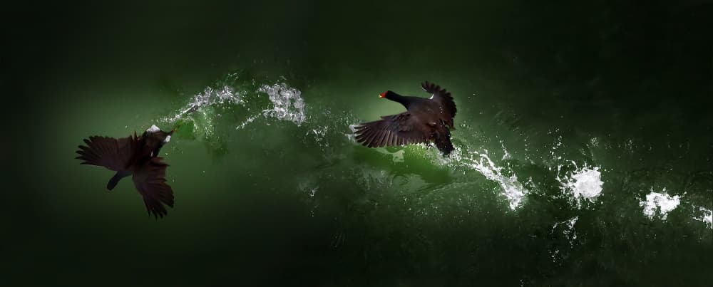 Black Grouse Water Takeoff by Juan Luis Duran — canvas wall art