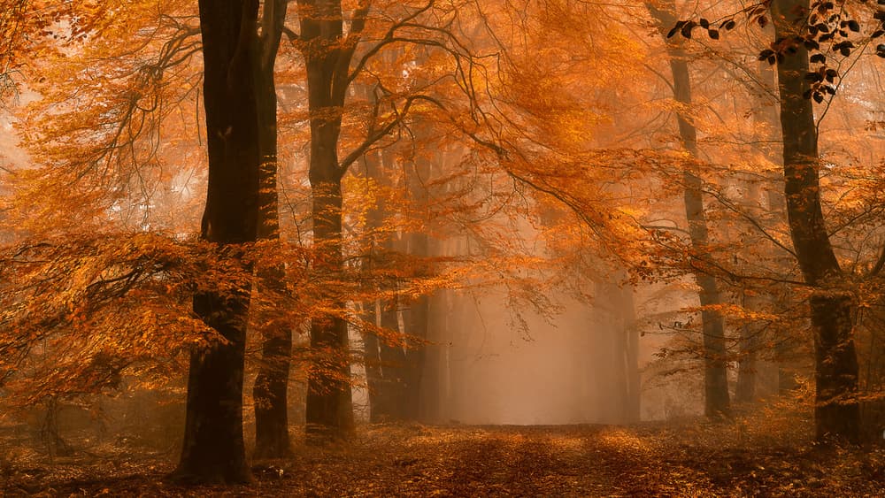 Misty Autumn Forest Path by Lars van de Goor † — canvas wall art