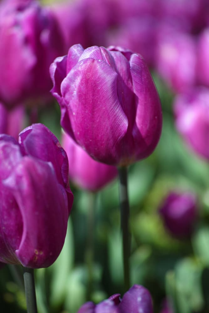 Vibrant Purple Tulips by engin akyurt — canvas wall art