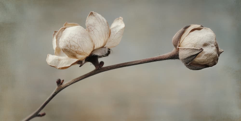 Delicate Petals by Treechild — canvas wall art