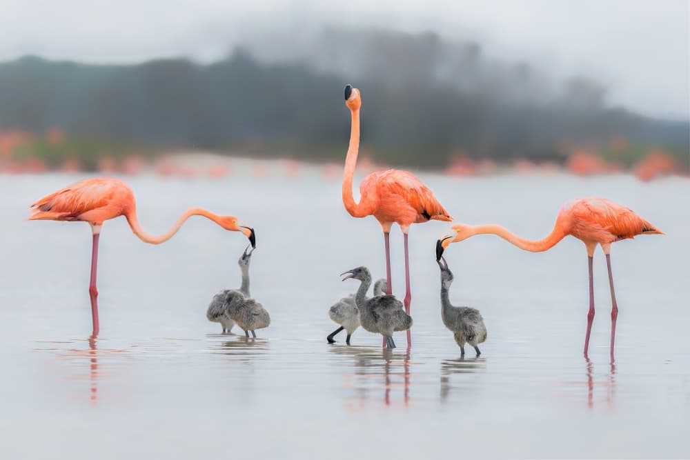 Flamingo Family Feeding by Jun Zuo — canvas wall art