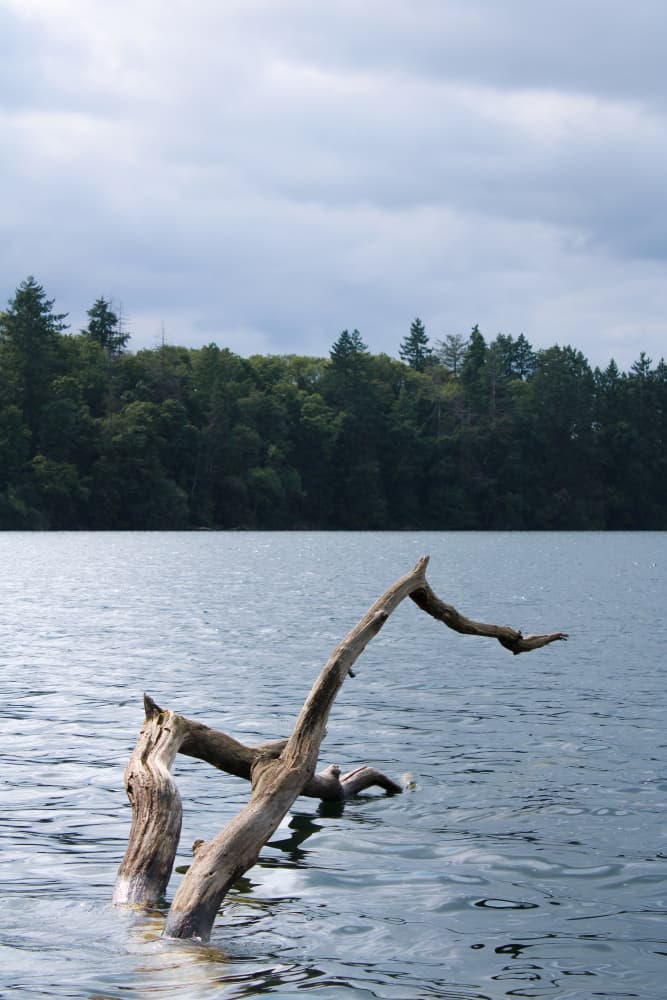 Lake Driftwood Serenity by Léa Lefebvre — canvas wall art