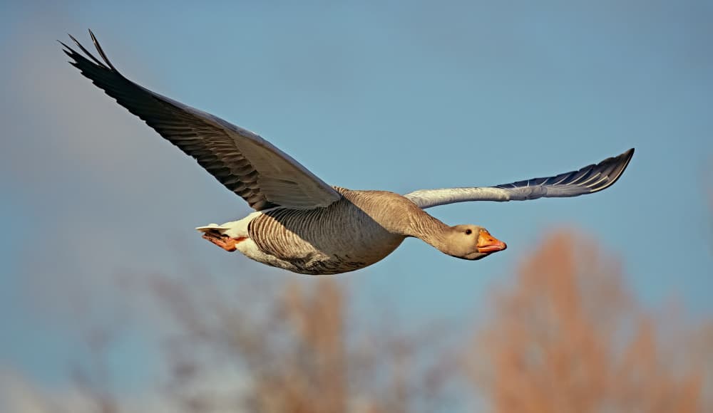 Graceful Goose Flight by Stuart Williams — canvas wall art