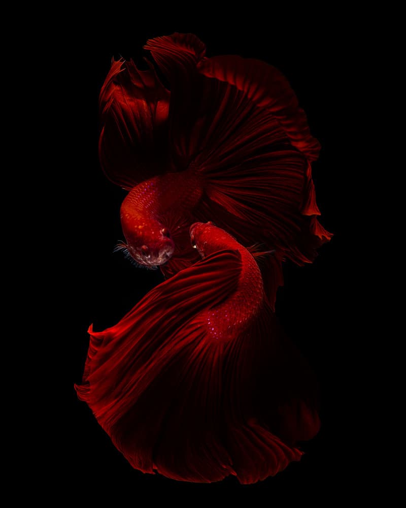 Vibrant Red Bettas by Andi Halil — canvas wall art
