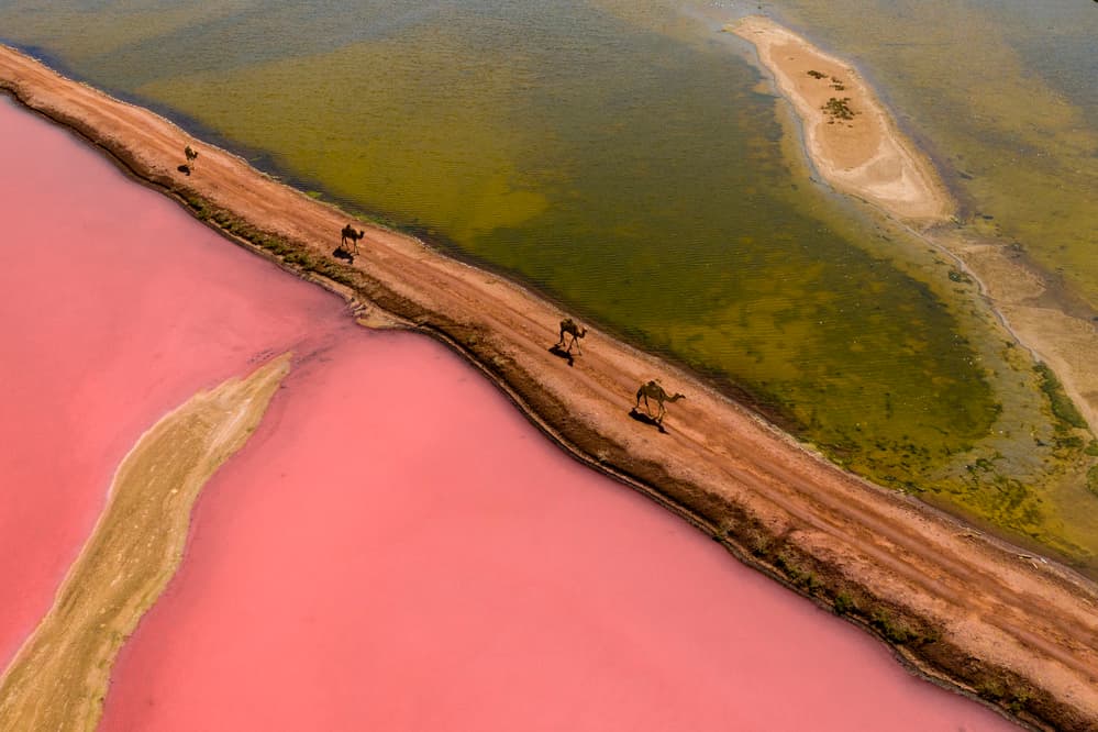 Pink Lake Camel Path by Haitham AL Farsi — canvas wall art