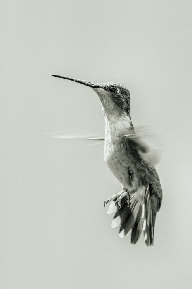 Graceful Hummingbird Flight by Xiaohong Zhang — canvas wall art