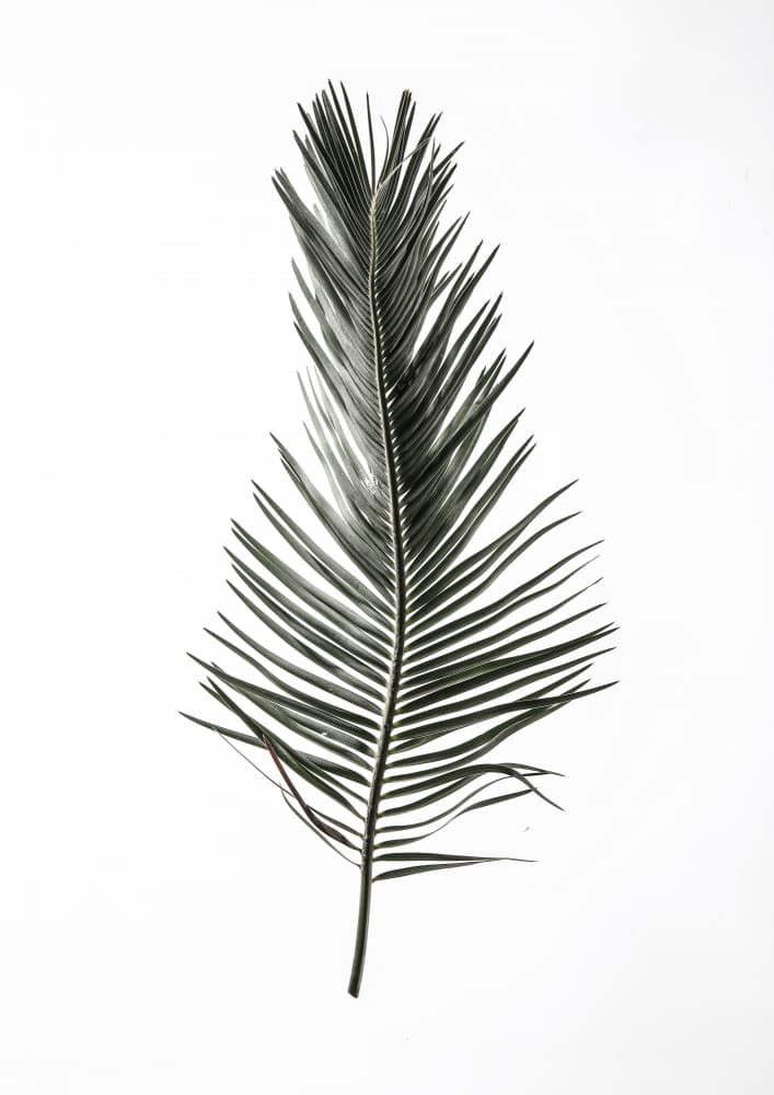 Feathered Frond by Shot by Clint — canvas wall art