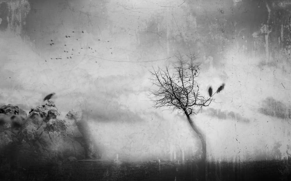 Lonely Tree Crows by Adam Dauria ☂ — canvas wall art