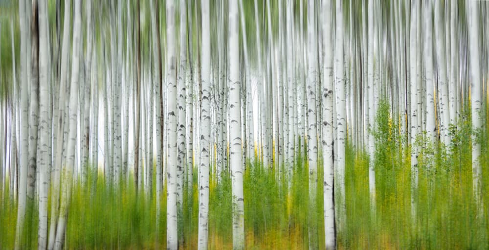 Aspen Forest Motion by Jimmy Yang — canvas wall art