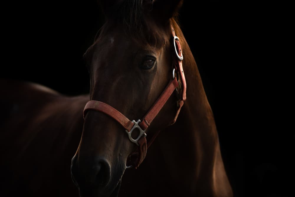 Dark Horse Beauty by Yuya.T — canvas wall art