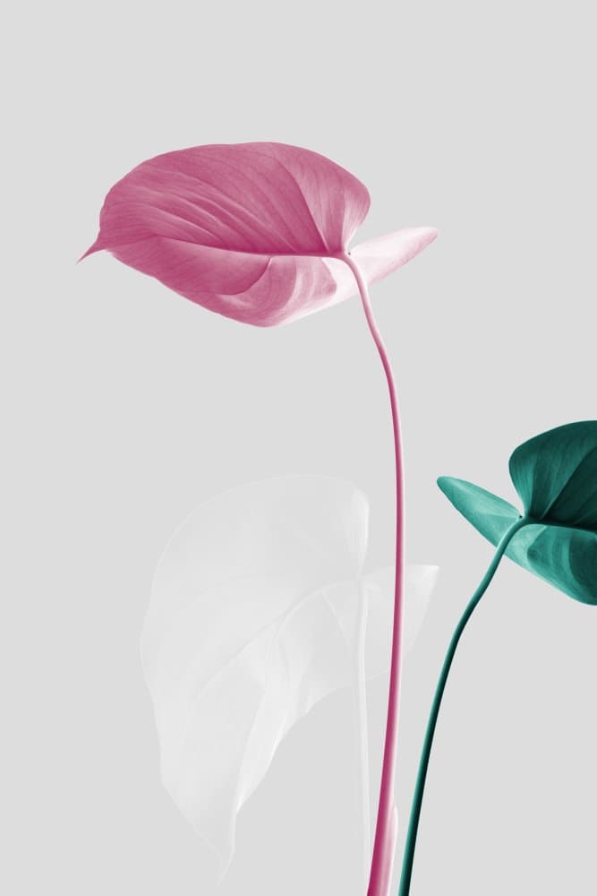 Pink Teal Botanicals by Pictufy Studio III — canvas wall art