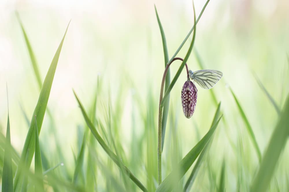 Delicate Spring Butterfly by Daan de Vos — canvas wall art