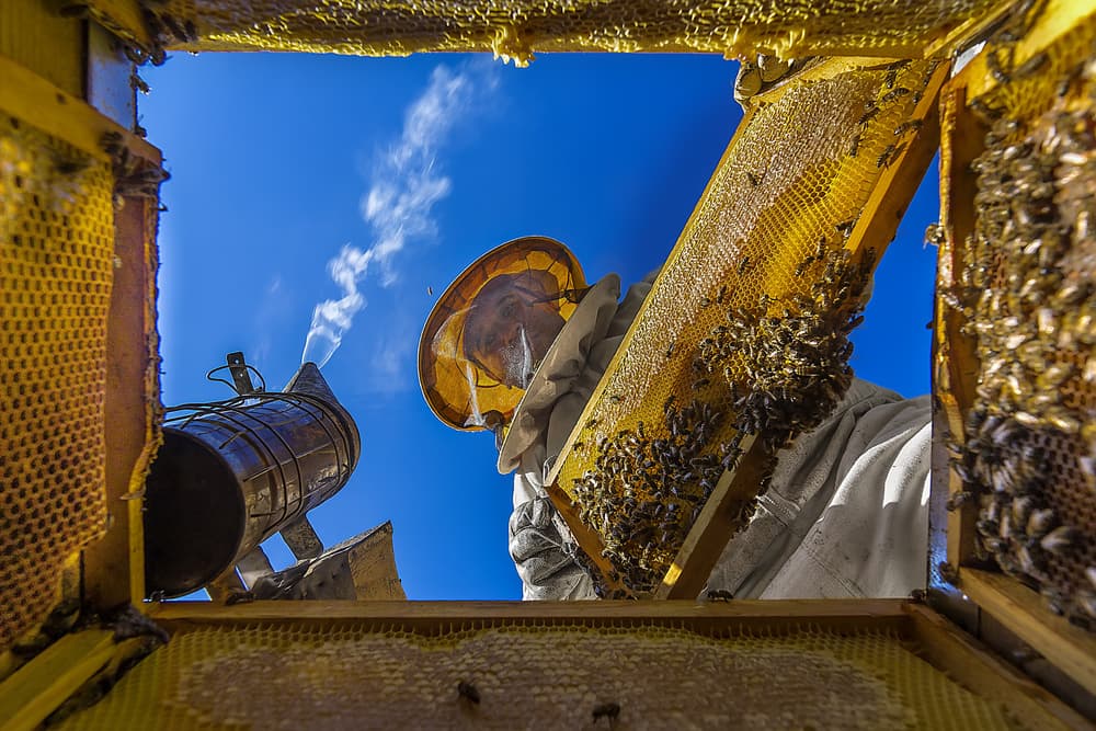 Beekeeper's Honeycomb View by Suleyman Uzumcu — canvas wall art