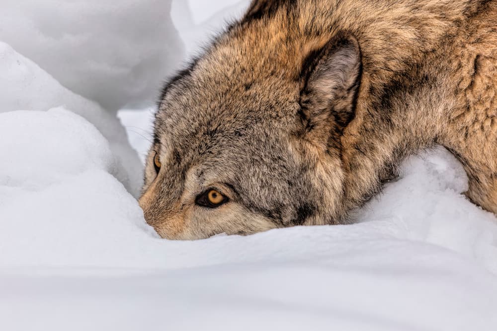 Focused Wolf In Snow by Jun Zuo — canvas wall art