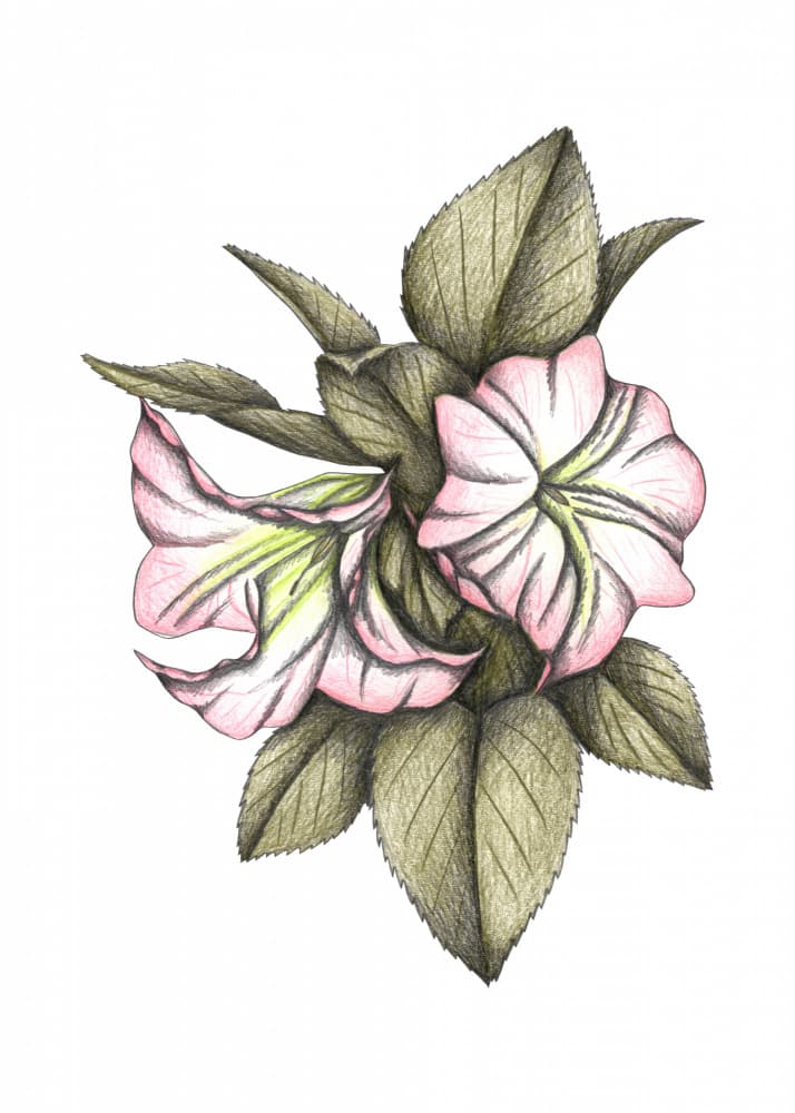 Elegant Pink Flowers by Cecilia Battaini — canvas wall art